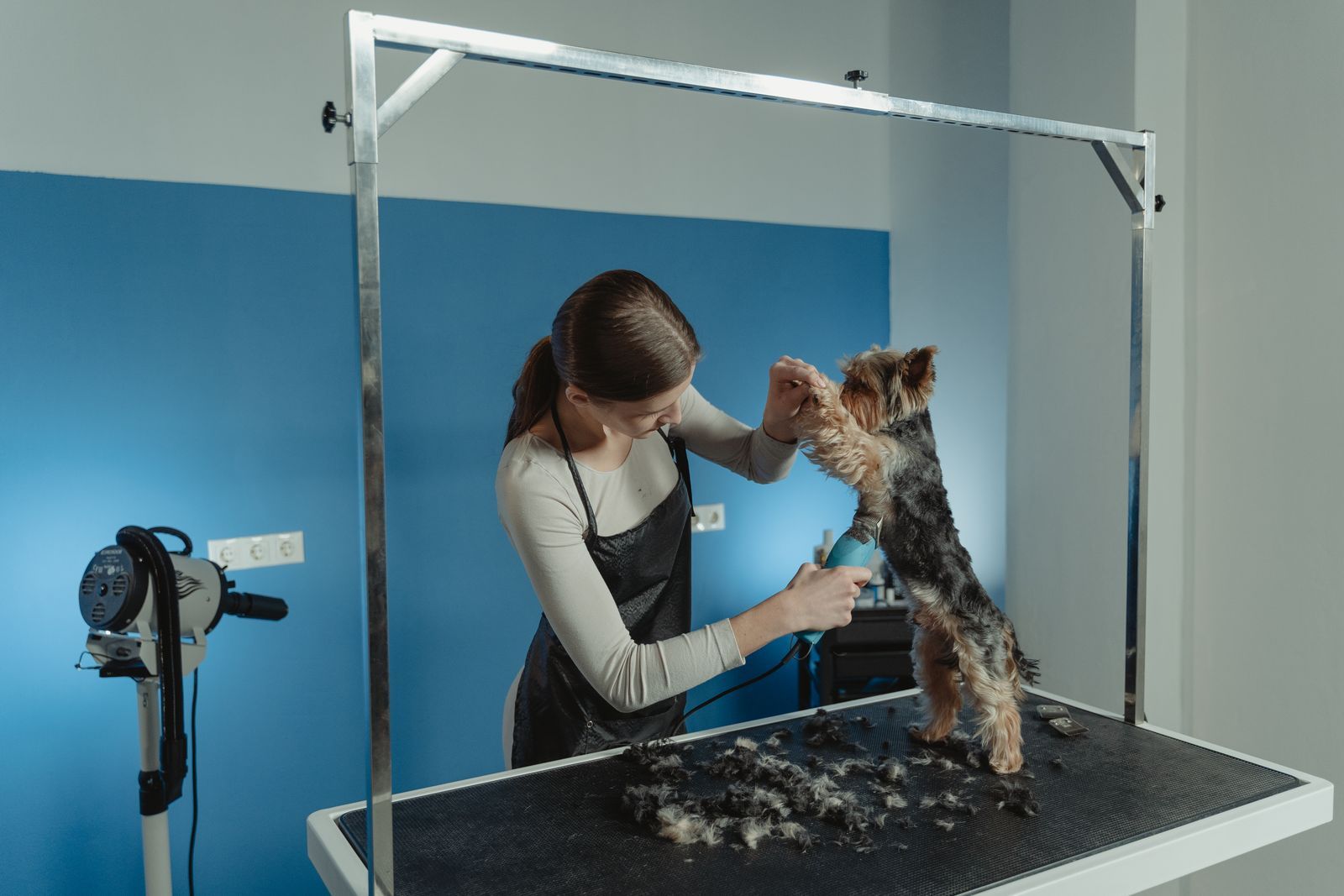 A groomer carefully trimming a small dog on the table